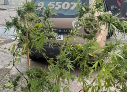 Polícia apreende pés de maconha em Feira de Santana; suspeito foge durante abordagem