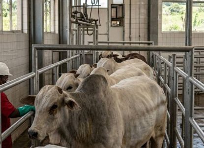 Preço da arroba do boi permanece estável na região de Feira de Santana pela terceira semana seguida