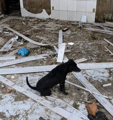 Animais em situação de maus-tratos são resgatados em cidade da região de Feira de Santana