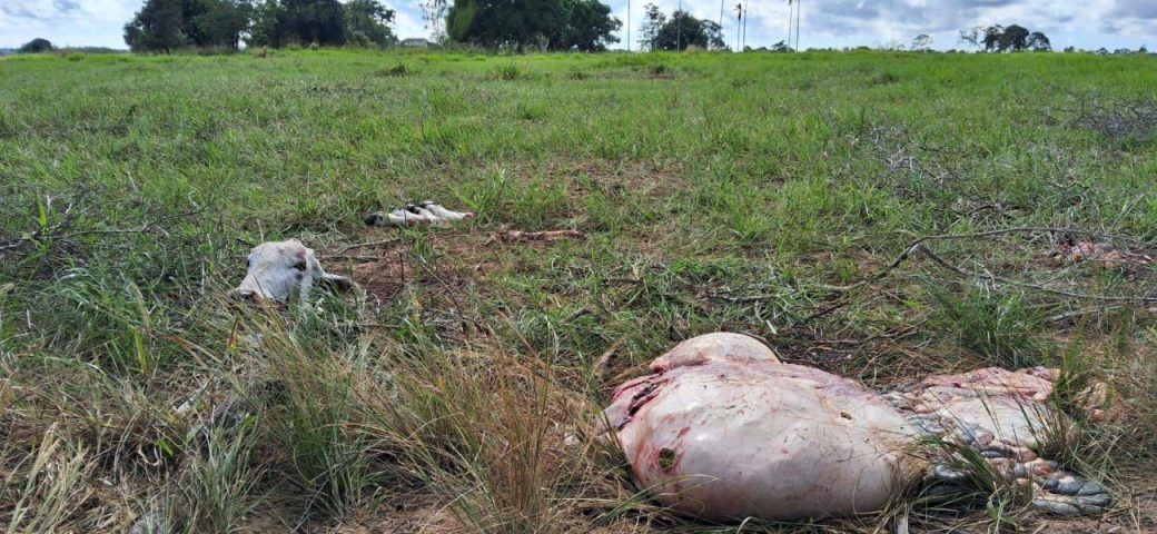 Abate clandestino de gado preocupa produtores rurais em Feira de Santana