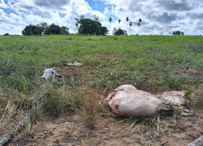 Abate clandestino de gado preocupa produtores rurais em Feira de Santana