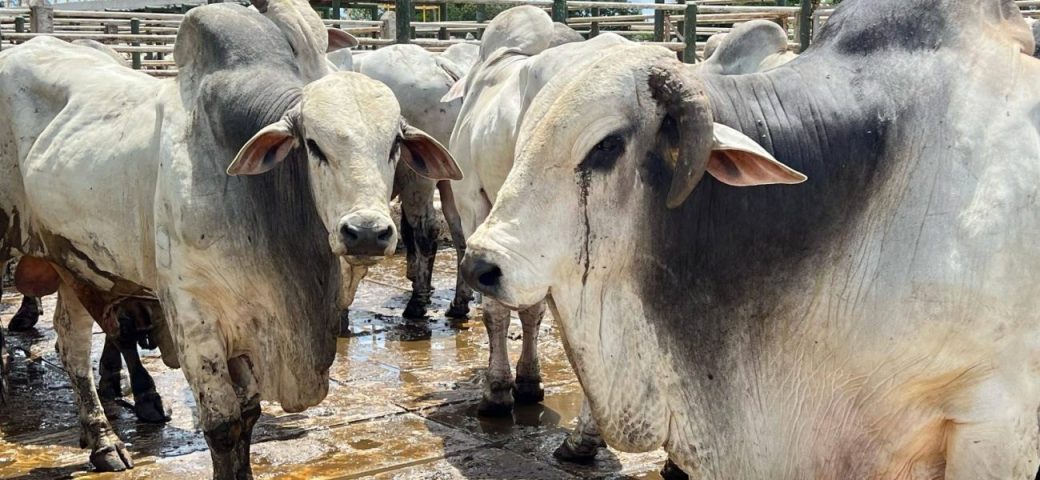 Preço da arroba do boi recua em Feira de Santana e região