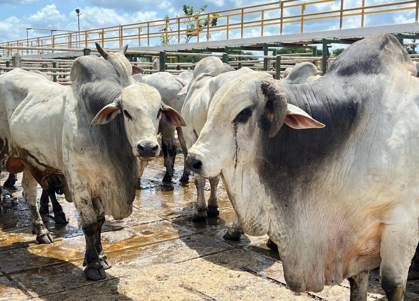 Preço da arroba do boi recua em Feira de Santana e região