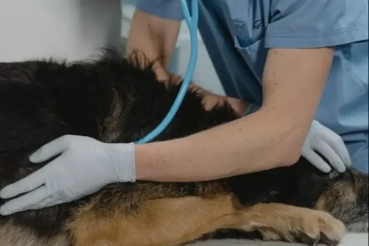 Lei torna crime exercício ilegal da medicina veterinária no Brasil
