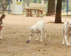 Lei torna crime exercício ilegal da medicina veterinária