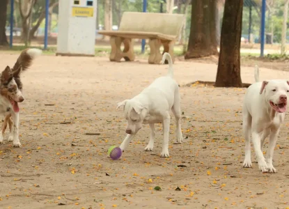 Lei torna crime exercício ilegal da medicina veterinária