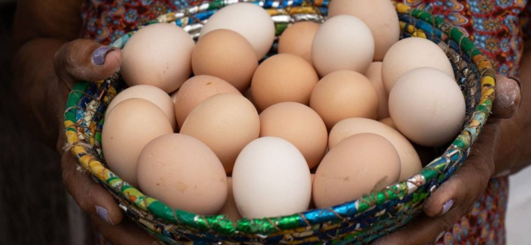 Produção de ovos de galinha na Bahia apresenta redução no primeiro trimestre de 2026