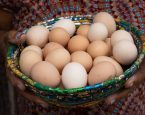 Produção de ovos de galinha na Bahia apresenta redução no primeiro trimestre de 2026
