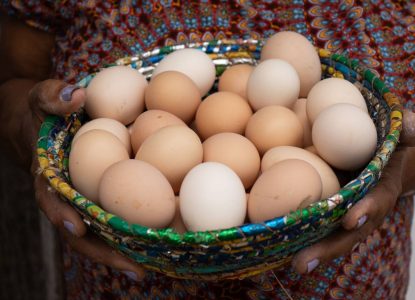 Produção de ovos de galinha na Bahia apresenta redução no primeiro trimestre de 2026