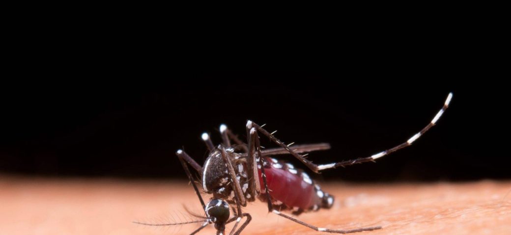 Alerta: chikungunya avança na Bahia e pode deixar sequelas articulares duradouras