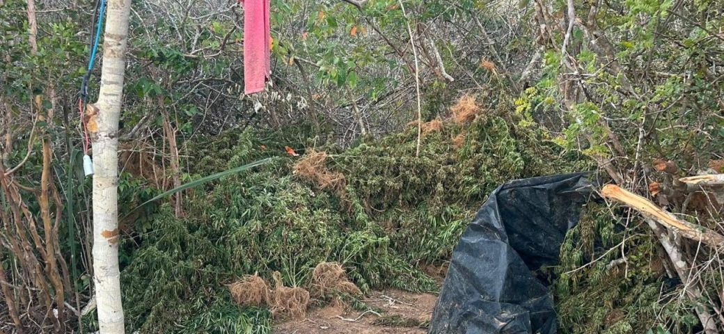 Polícia baiana apreende uma tonelada de maconha em cidade da região da Chapada Diamantina