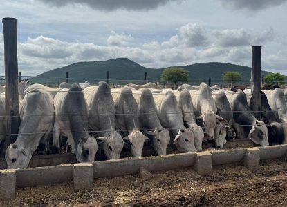 Arroba do boi na região de Feira de Santana fecha julho em alta e volta ao patamar de R$ 330