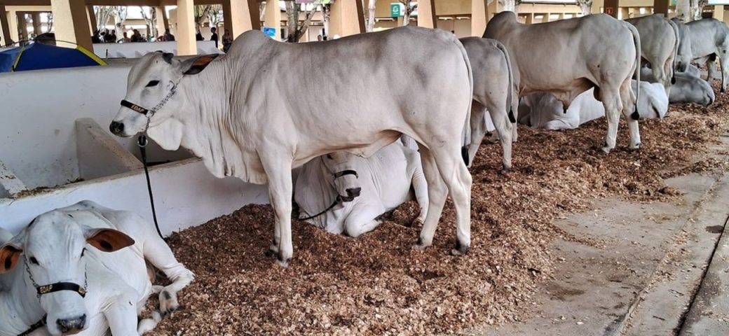Criadores podem inscrever animais para Expofeira 2026 até 21 de agosto