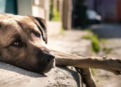 Câmara aprova suspensão da CNH para quem abandonar animais usando veículos