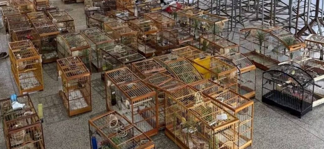 Torneio irregular de pássaros termina com 95 aves apreendidas em Salvador