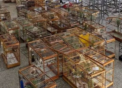 Torneio irregular de pássaros termina com 95 aves apreendidas em Salvador