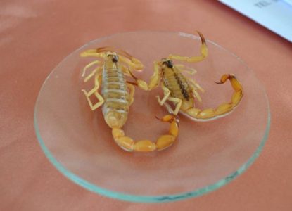 Acidentes por animais peçonhentos entre moradores de Feira de Santana caem 38% em 2026