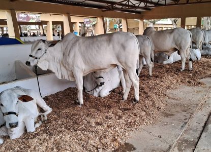 Animais podem ser inscritos para 47ª Expofeira até esta sexta, 21