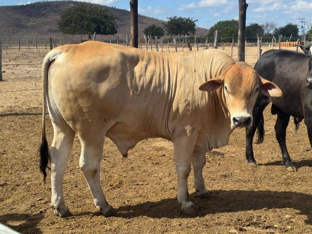 Arroba do boi na região de Feira de Santana atinge R$ 340 e consolida recuperação do setor