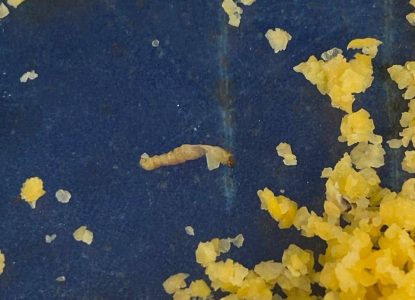 Estudantes do CEEP em Feira de Santana denunciam larvas em alimentos; Secretaria de Educação responde