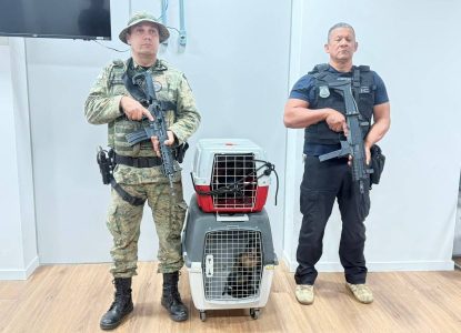 Macacos-prego são resgatados durante investigação e homem é preso em Salvador