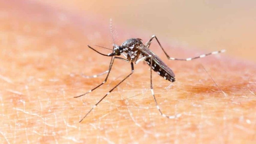 Casos de chikungunya crescem mais de 287% na Bahia