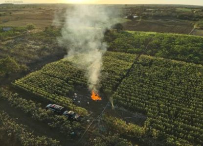 Operação destrói plantação de maconha avaliada em R$ 4 milhões na Bahia