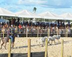 Expofeira 2026 recebe etapa final do Campeonato Baiano de Team Penning; saiba datas