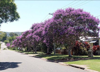 Avenida Senhor dos Passos ganhará alameda de quaresmeiras para reduzir o calor em Feira de Santana