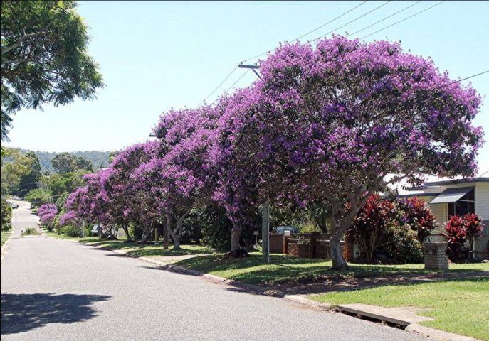 Avenida Senhor dos Passos ganhará alameda de quaresmeiras para reduzir o calor em Feira de Santana