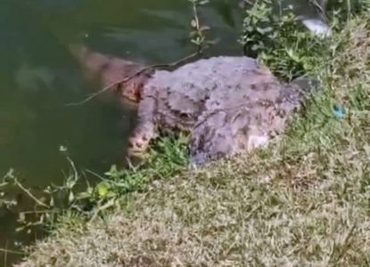 Jacaré de dois metros é encontrado morto na Lagoa Grande em Feira de Santana