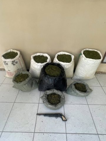 Polícia erradica plantio de maconha e apreende grande quantidade de droga no interior da Bahia