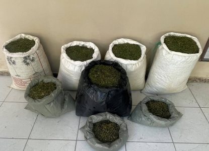 Polícia erradica plantio de maconha e apreende grande quantidade de droga no interior da Bahia