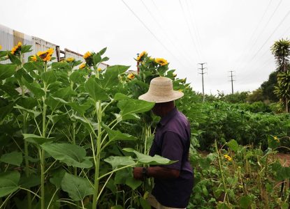 Produção de flores e hortaliças fortalece agricultura familiar em Feira de Santana