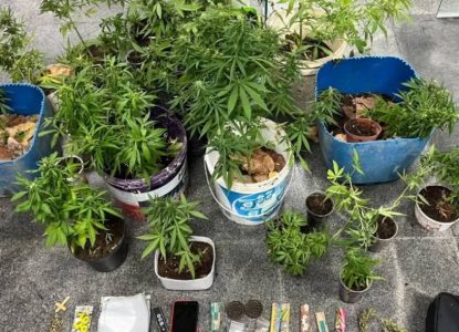 Polícia localiza cultivo de maconha em imóvel na zona rural de Feira de Santana