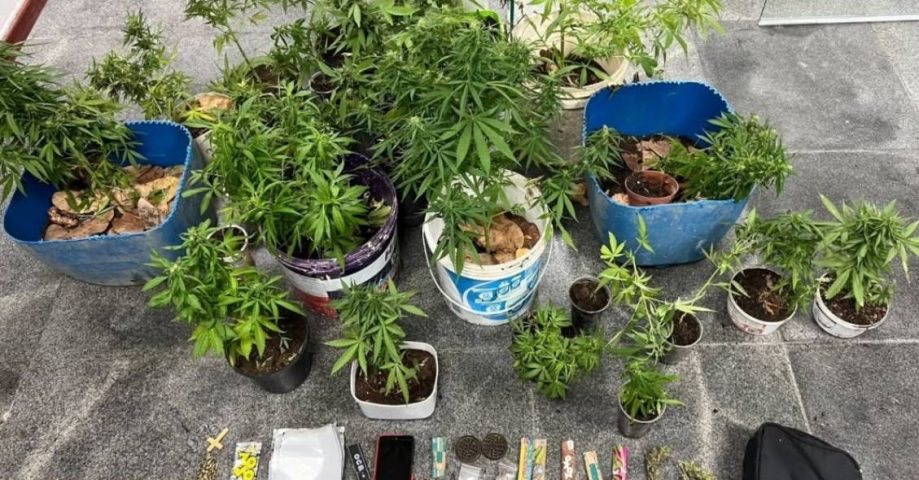 Polícia localiza cultivo de maconha em imóvel na zona rural de Feira de Santana