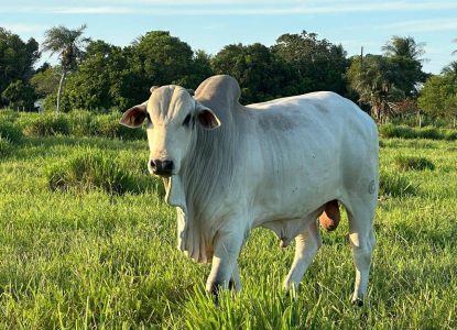 Arroba sobe para R$ 370 e atinge novo recorde do ano em Feira de Santana