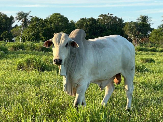 Arroba sobe para R$ 370 e atinge novo recorde do ano em Feira de Santana