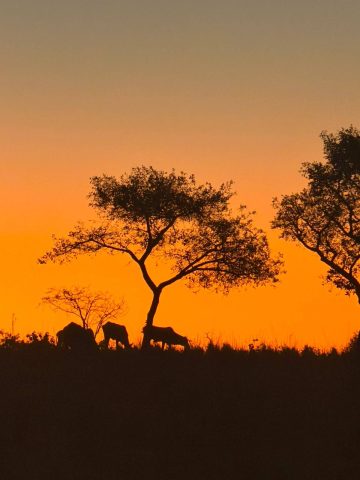 Pecuaristas de Feira de Santana pedem decreto de emergência diante do avanço da estiagem