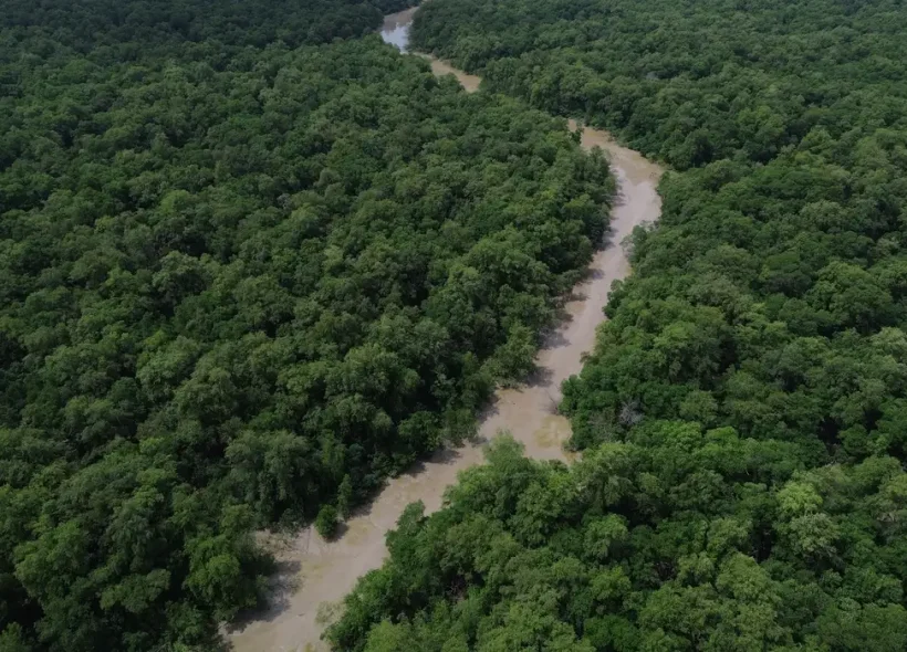 Desmatamento cai 41,8% na Amazônia e 23,8% no Cerrado em um ano